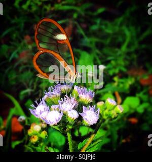 Ein Schmetterling mit durchsichtigen Flügeln leckt eine Blume in Apulco Fluss, Cuetzalan, Sierra Madre von Puebla, Mexiko Stockfoto