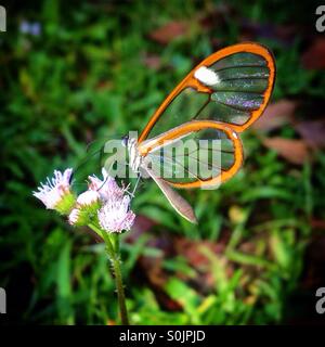 Ein Schmetterling mit durchsichtigen Flügeln leckt eine Blume in Apulco Fluss, Cuetzalan, Sierra Madre von Puebla, Mexiko Stockfoto