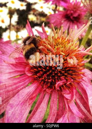 Biene auf Echinacea Blume Stockfoto
