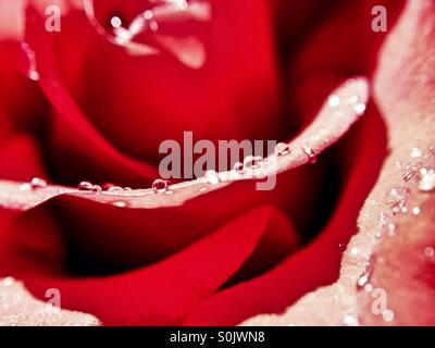 Regentropfen auf Rosenblätter Stockfoto