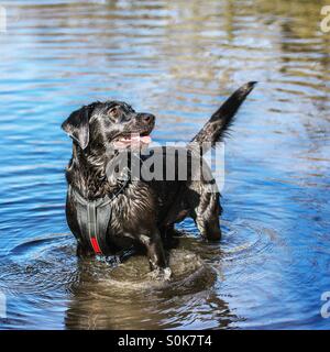 Schwarze Labrador Hund stehen im flachen Wasser Stockfoto