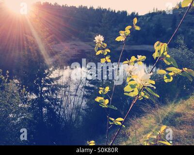 Auf Wildblumen auf ein Strauch mit kleinen Bergsee im Hintergrund leuchten die Strahlen der untergehenden Sonne. Stockfoto
