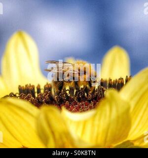 Eine Honigbiene eifrig sammeln Pollen auf eine Sonnenblume. Stockfoto