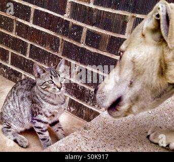 Starren Sie zwischen Katze und Hund Stockfoto