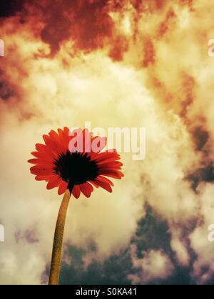 Gerbera Blume mit einem stimmungsvollen Himmelshintergrund Stockfoto