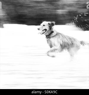 Ein Hund läuft durch das Meer am Strand Stockfoto