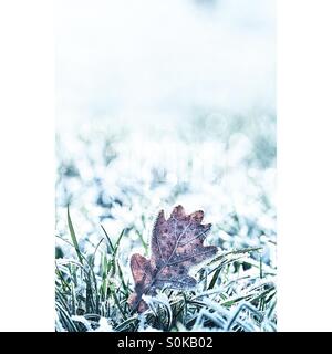 Ein Frost bedeckt Eichenblatt in einem frostigen Feld Stockfoto