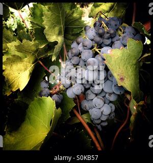 Carignan Trauben reifen an der Rebe, Katalonien, Spanien. Stockfoto