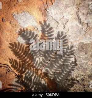 Der Schatten eines Blattes ist auf einem Stein in Chichen Itza, Piste, Tinum, Yucatan, Mexiko. Stockfoto