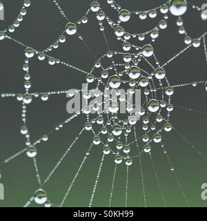 Ein Spinnennetz voller Wassertropfen an einem kalten Herbstmorgen. Stockfoto