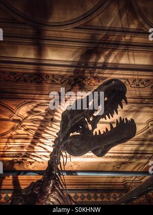 Dinosaurier in der Natural History Museum in London Stockfoto