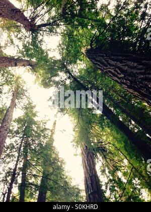 Pinienwald Stockfoto