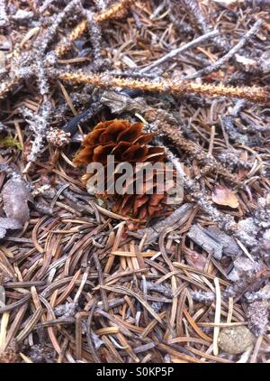 Tannenzapfen auf Waldboden Stockfoto