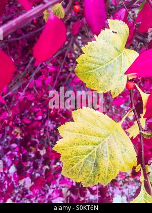 Leuchtende Herbstblätter auf einem leuchtenden Herbsttag. Stockfoto