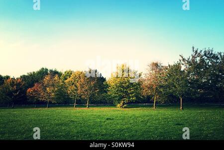 Autumn changes on trees Stockfoto