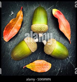 Herbstliche Blätter aus dem Granatapfelbaum und Eicheln von Quercus Faginea, die portugiesische Eiche auf Schiefer, Katalonien, Spanien. Stockfoto