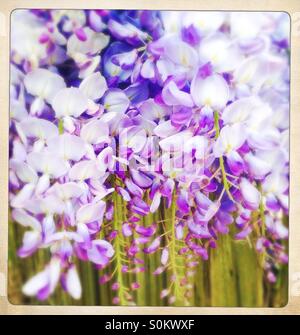 Glyzinien Blumen in voller Blüte-Weichzeichner-filter Stockfoto