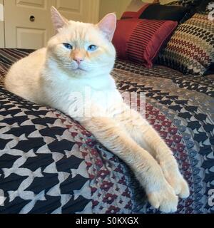 Eine Flamme weiße Punkt siamesische Katze mit blauen Augen Lounges bequem auf einem Bett mit seinen Beinen und Pfoten ausgestreckt. Stockfoto