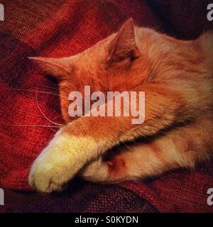 Schlafende Ingwer und weiße Katze mit Pfoten über Gesicht Stockfoto