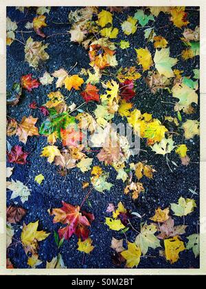 Buntes Herbstlaub auf einer Straße Stockfoto