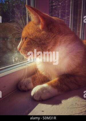 Ingwer und weiße Katze aus dem Fenster Stockfoto