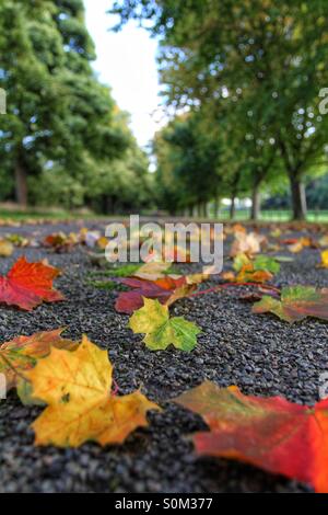 Eine ruhigen, von Bäumen gesäumten Allee in Laub bedeckt erstreckt sich in die Ferne. Stockfoto