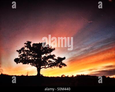 Reflexion der einsame Baum im Kanal bei Sonnenaufgang Stockfoto