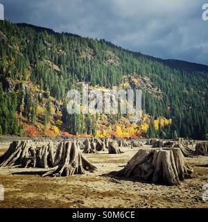 Baumstümpfe beim Durchzug im See Kachees im westlichen Washington ausgesetzt Stockfoto