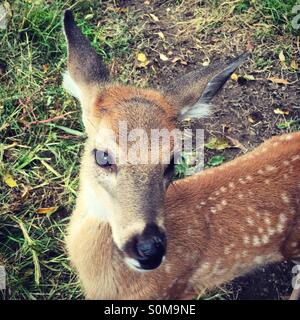 Whitetail Rehkitz Stockfoto