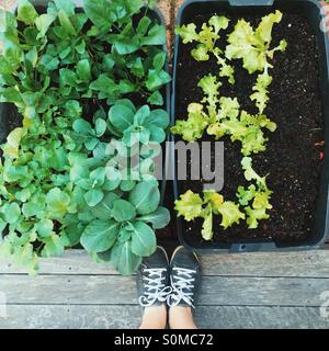 Städtischen Container gardening Stockfoto