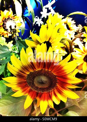 Sonnenblume hautnah. Stockfoto
