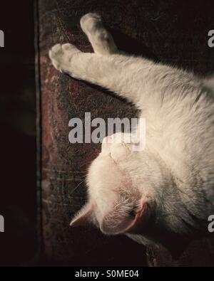 Weiße Katze schläft auf dem Sofa in der Nachmittagssonne. Stockfoto