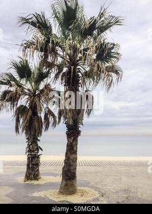 Zwei Palmen, St. Kilda beach Stockfoto