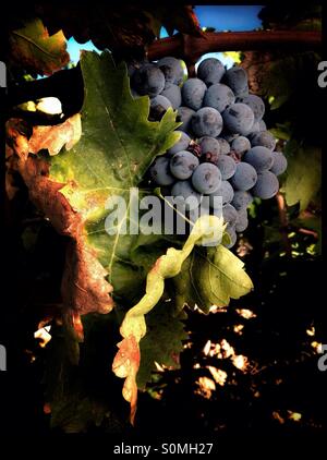 Carignan Trauben reifen an der Rebe, Katalonien, Spanien. Stockfoto