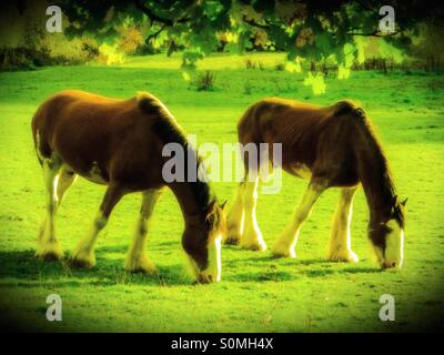 Zwei Clydesdale-Pferde Stockfoto