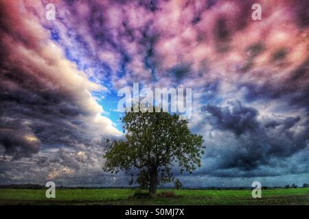 Ein einzelner Baum, der zentral im Rahmen mit dunklen, bunt, grüblerische Wolken hinter ist. Stockfoto