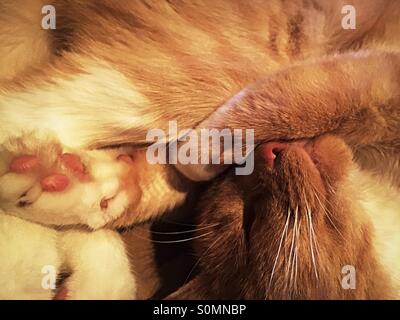 Ingwer-Katze schläft zusammengerollt Stockfoto