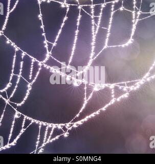 Ein Spinnennetz bedeckt in Tau sah aus wie Glasschmuck, die glitzernden ist in helles Licht. Perlenschnur. Stockfoto