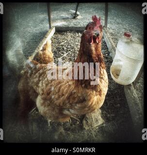 Neugierige Huhn in den Hinterhof-Putsch. Stockfoto