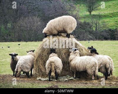 Eine Schafherde hungrig schwören rund um eine große Kaution von Heu. Ein Schaf klettert eine Kaution von Heu, wie andere es umgeben. König des Schlosses. Stockfoto