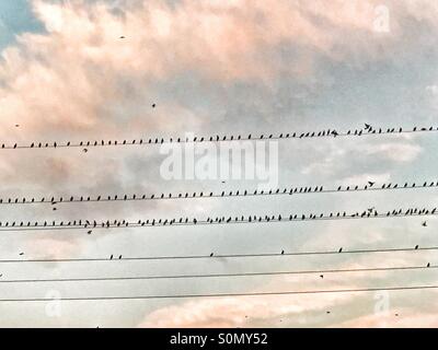 Vögel sitzen auf Telefonleitungen Stockfoto