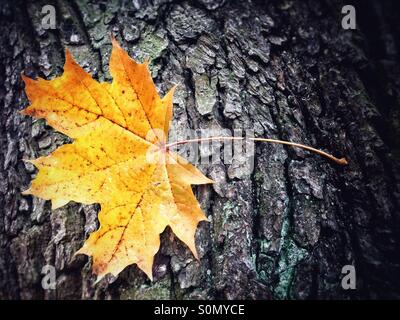 Ein buntes Ahornblatt gesunken auf dem Stamm eines Baumes Stockfoto