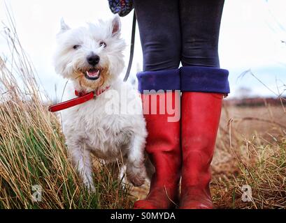 Ein glücklicher Westie Terrier Hund einen langen Spaziergang und stand neben seinem Besitzer in ihren leuchtend roten Gummistiefel. Stockfoto