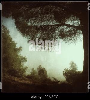 Pone Bäume über dem nebligen Tal, Katalonien, Spanien. Stockfoto