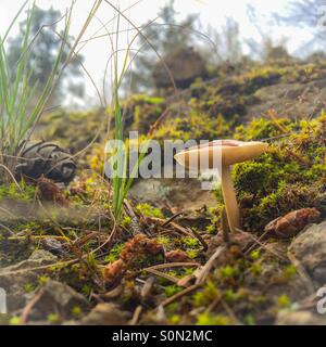 Kleiner Pilz auf moosigem Waldboden an einem kühlen, sonnigen Herbsttag. Stockfoto