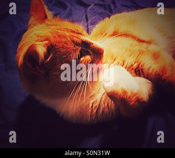 Hauskatze angehalten, während der Reinigung Vorderpfote Stockfoto