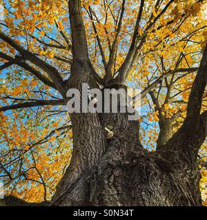 Herbstfärbung Stockfoto
