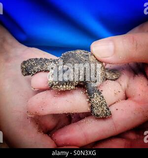 2 Tage alte Schildkröte, die in Händen gehalten wird, nachdem sie aus dem Sand kam und bevor sie sich auf den Weg ins Meer machte, Mexiko. Stockfoto