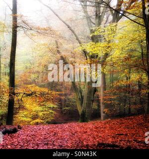 Farben des Herbstes in der Buchenwälder Stockfoto