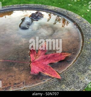 Roter Herbst Blatt im Wasser gefüllt Vogelbad zeigt Reflexionen auf der Wasseroberfläche Stockfoto